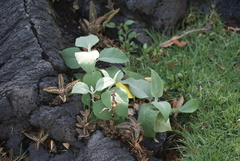 Kalanchoe daigremontiana