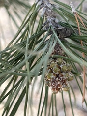 Pinus brutia eldarica