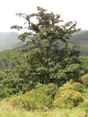 Ficus tequendamae