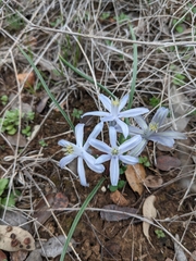 Androstephium coeruleum