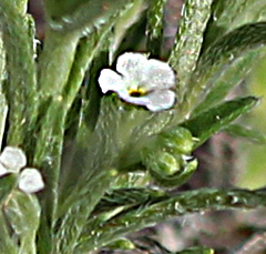 Cryptantha crassisepala