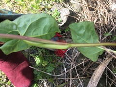 Calystegia sepium roseata