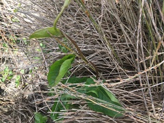 Calystegia sepium roseata