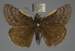 Erynnis persius