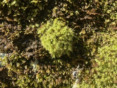 Bartramia pomiformis