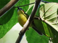 Basileuterus delattrii