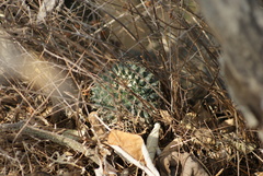 Mammillaria magnimamma