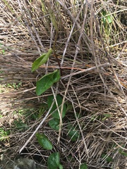 Calystegia sepium roseata