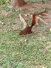 Sciurus granatensis