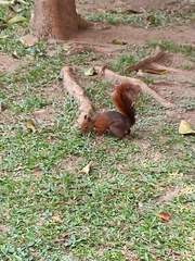 Sciurus granatensis