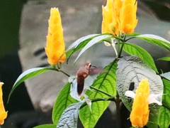 Phaethornis striigularis