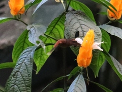 Phaethornis striigularis