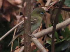 Empidonax flaviventris