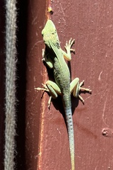 Anolis grahami