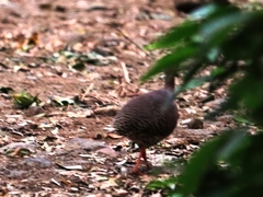 Crypturellus cinnamomeus