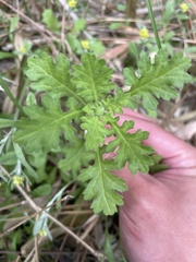 Grangea maderaspatana