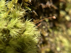 Bartramia pomiformis