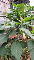 Brugmansia suaveolens