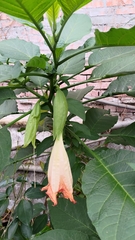 Brugmansia suaveolens