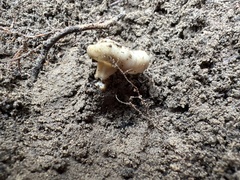 Helvella acetabulum