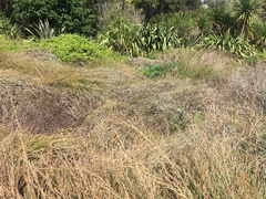 Calystegia sepium roseata
