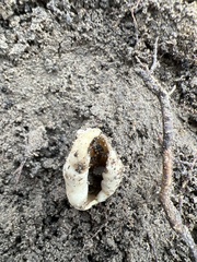 Helvella acetabulum