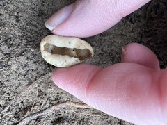 Helvella acetabulum