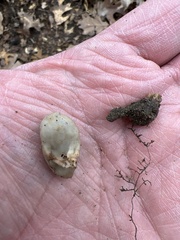 Helvella acetabulum
