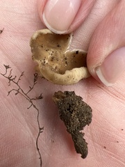 Helvella acetabulum