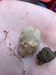 Helvella acetabulum