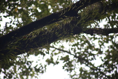 Pyrrosia