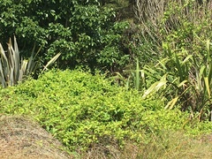 Calystegia sepium roseata