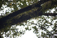 Pyrrosia