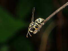 Antepipona