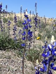 Lupinus havardii