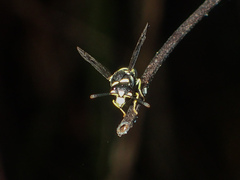 Antepipona