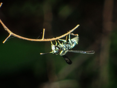 Antepipona
