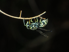 Antepipona