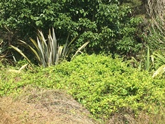 Calystegia sepium roseata