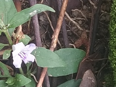 Ruellia repens