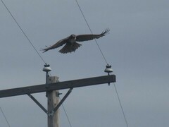 Buteo jamaicensis calurus