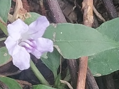 Ruellia repens