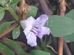 Ruellia repens