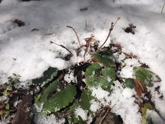 Veronica regina-nivalis