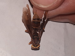 Polistes cavapyta