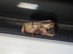 Lignispalta viridaria