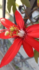 Passiflora vitifolia