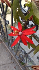 Passiflora vitifolia