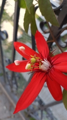 Passiflora vitifolia