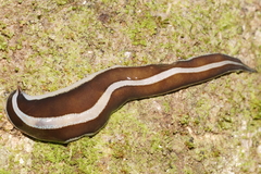 Australopacifica